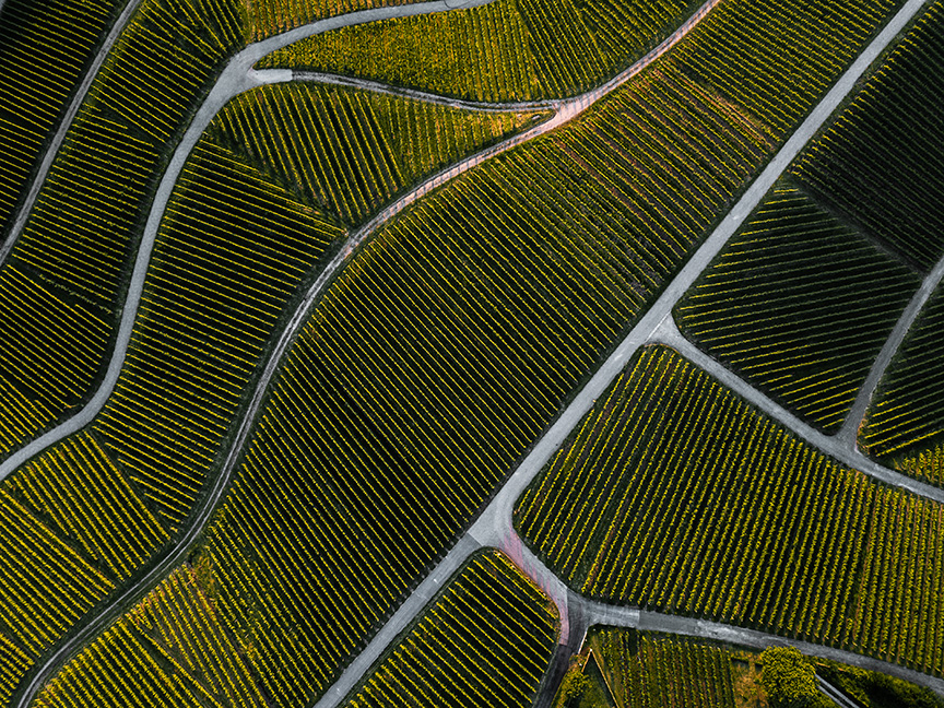 Top,down,aerial,view,of,a,green,summer,vineyard,at