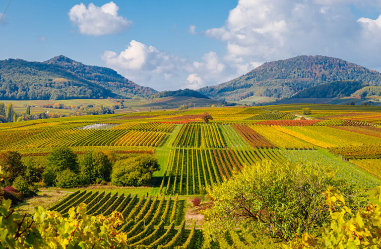 Vineyards along the German Wine Road