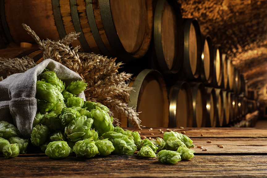 Fresh Hops and Grain in a Beer Cellar with Barrels