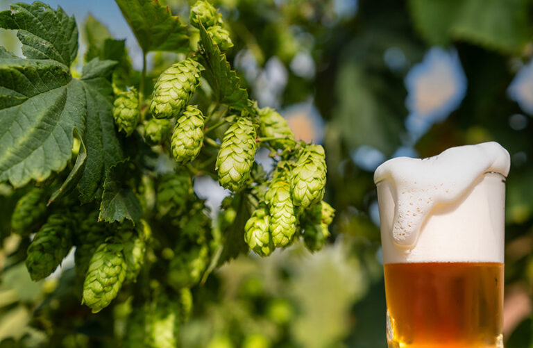 Fresh hops, fresh beer