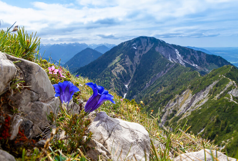 Blue gentian on the Herzogstand mountain