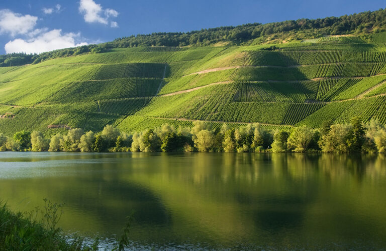 Vineyards over the Moselle River