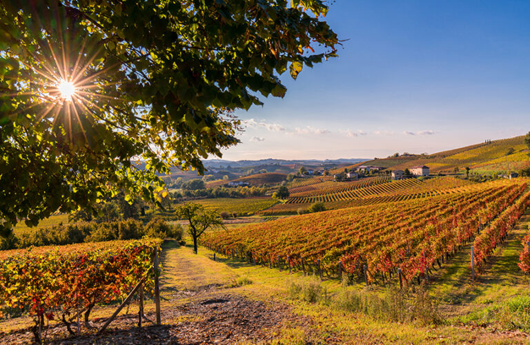 Another beautiful vineyard in the Langhe, Piedmont, Italy