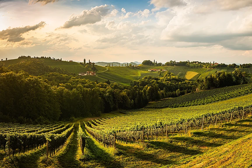 Vineyard in the Steiermark